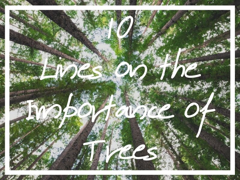 Enjoy these 10 lines on importance of trees in our lives.