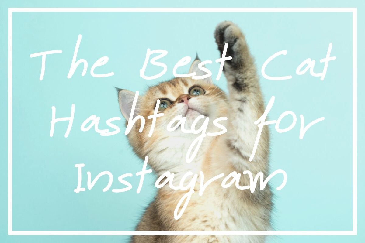 Best Cat Hashtags for Instagram