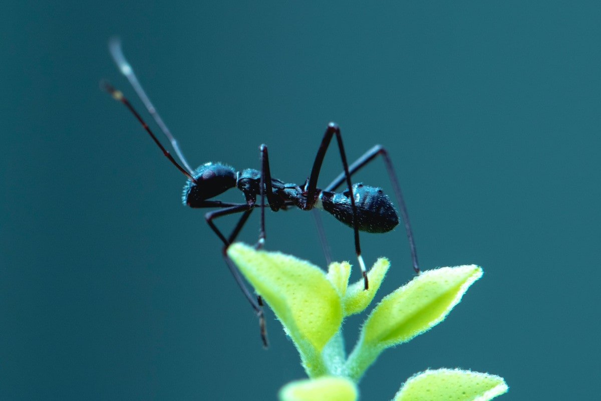 Little black biting bugs - ants