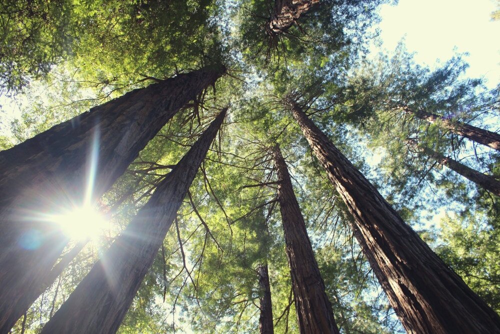 Trees have been hugely symbolic throughout history. Every culture and civilisation has celebrated them.